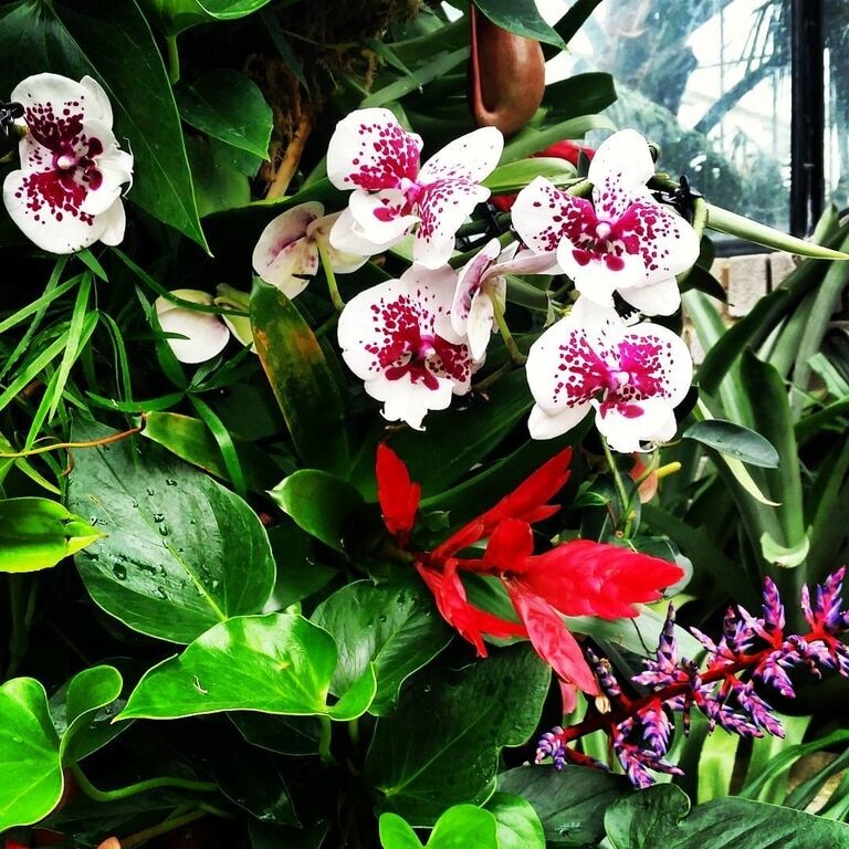 Опубликованы красочные фотографии с фестиваля орхидей в Лондоне