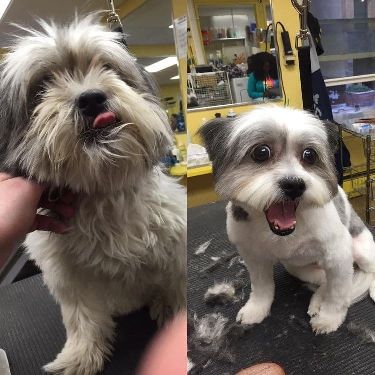 Экс-бизнесмен показал, как помочь собакам из приюта обрести дом