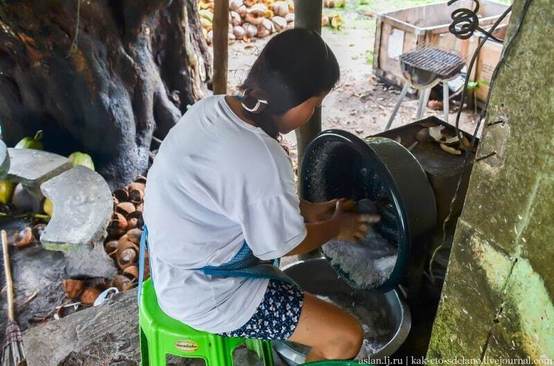 Подорож у Таїланд: як добувають знамените кокосове молоко