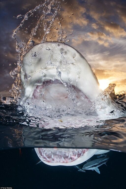 Британский дайвер выиграл конкурс подводной фотографии 
