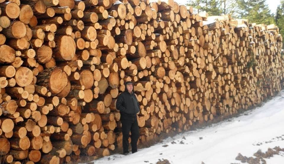 Як тане український ліс: вирубка карпатських лісів набула масового та постійного характеру