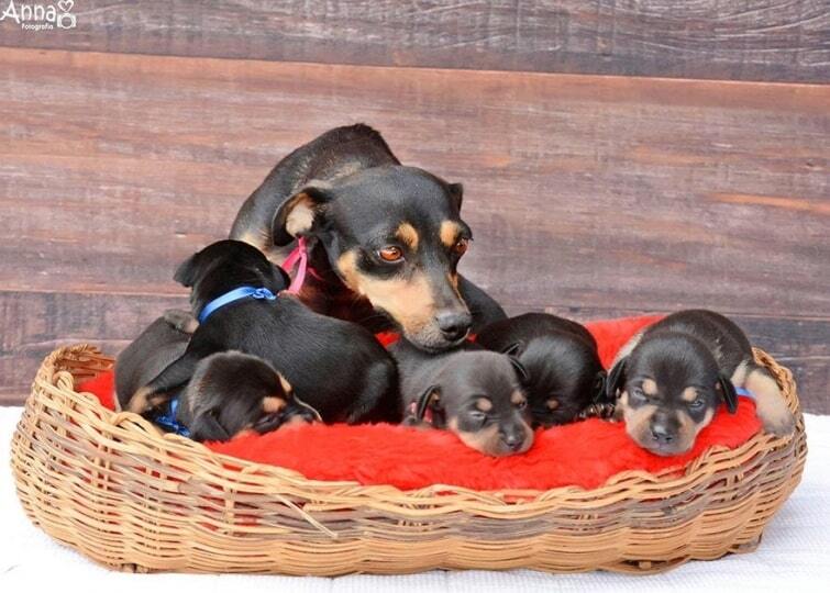 Счастливая мама: собака Лилика снялась в яркой фотосессии со своими пятью щенками