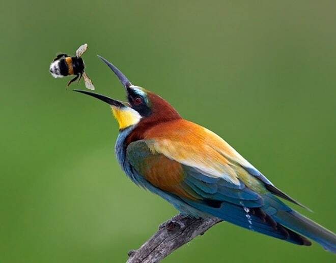 Чудо в перьях: удивительные фото птиц со всего мира