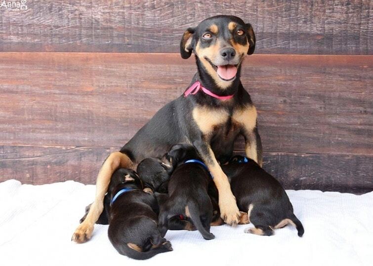 Счастливая мама: собака Лилика снялась в яркой фотосессии со своими пятью щенками