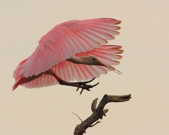 Чудо в перьях: удивительные фото птиц со всего мира