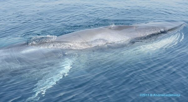 Чудо природы: ученые показали жизнь редчайшего мадагаскарского кита. Фотофакт