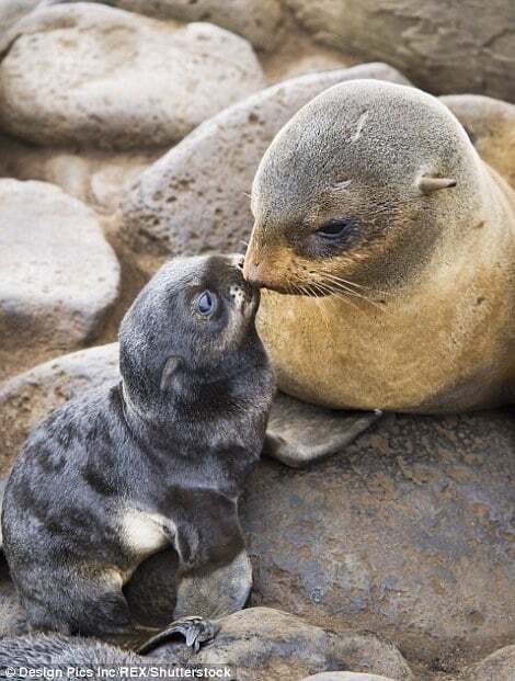 Материнская любовь: трогательные фото животных, берущие за душу
