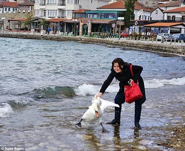 В Македонии туристка ради фото до смерти замучила лебедя