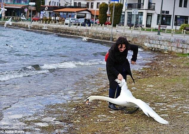 Настоящие звери: в Македонии женщина ради фото до смерти замучила лебедя