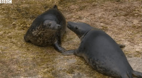 Чудо природы: в мире впервые родились тюлени-двойняшки. Фотофакт