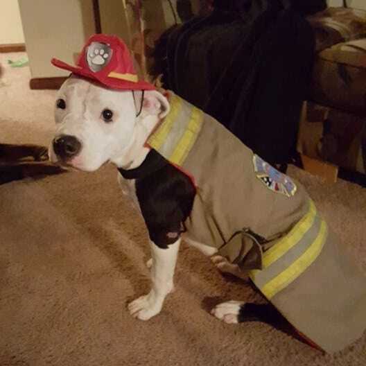 Невероятная история: спасенный из огня щенок стал пожарным