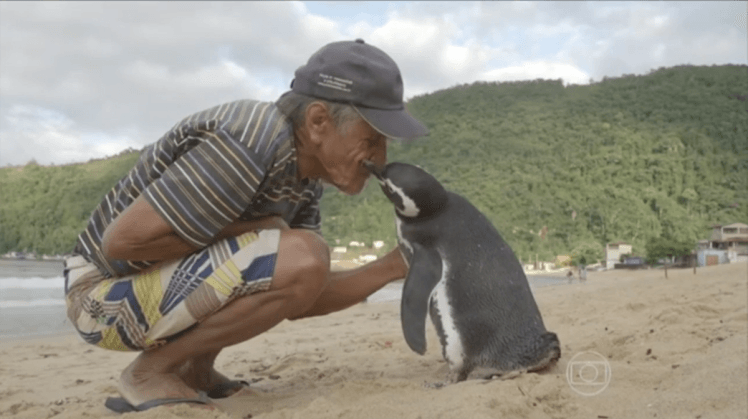 Пингвин ежегодно проплывает свыше 8 тыс. км ради встречи с другом: трогательные фото