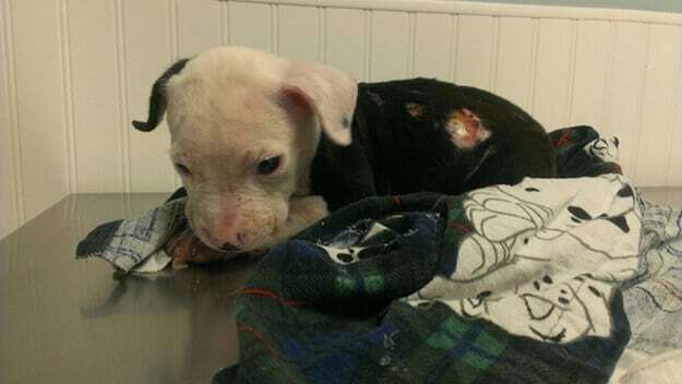 Невероятная история: спасенный из огня щенок стал пожарным