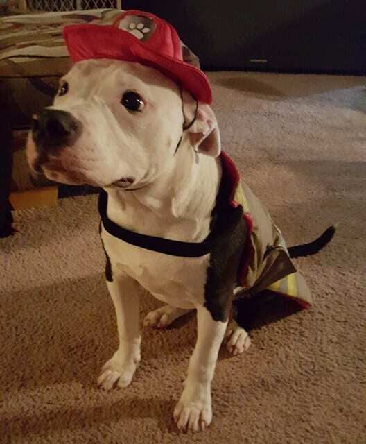 Невероятная история: спасенный из огня щенок стал пожарным