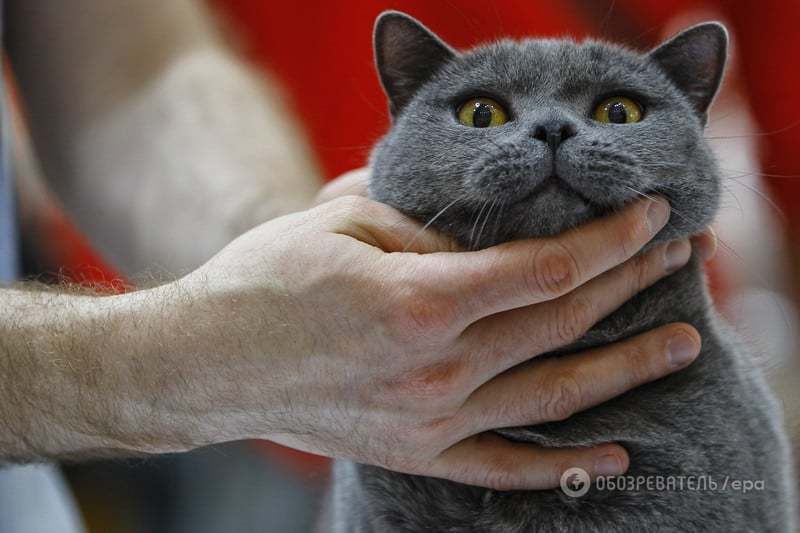 Усы и хвост: названы самые популярные породы кошек