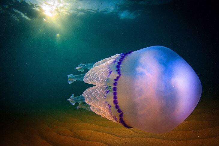 Удивительные создания: невероятные снимки медуз