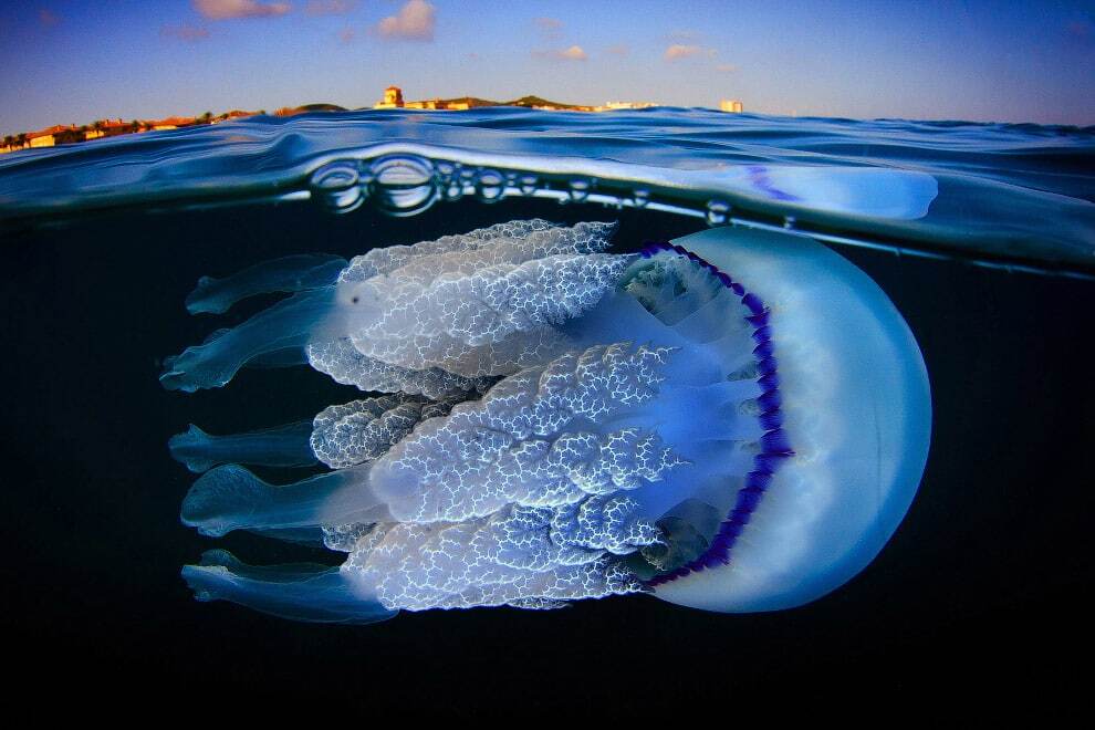 Удивительные создания: невероятные снимки медуз