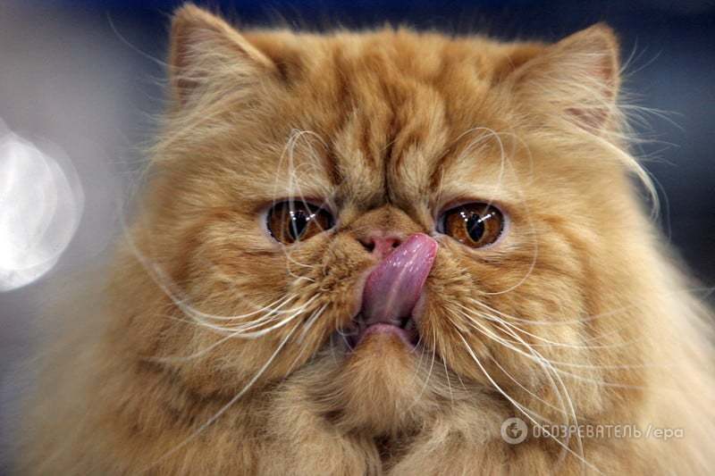 Усы и хвост: названы самые популярные породы кошек