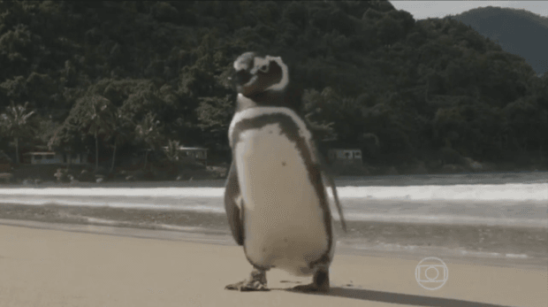 Пингвин ежегодно проплывает свыше 8 тыс. км ради встречи с другом: трогательные фото