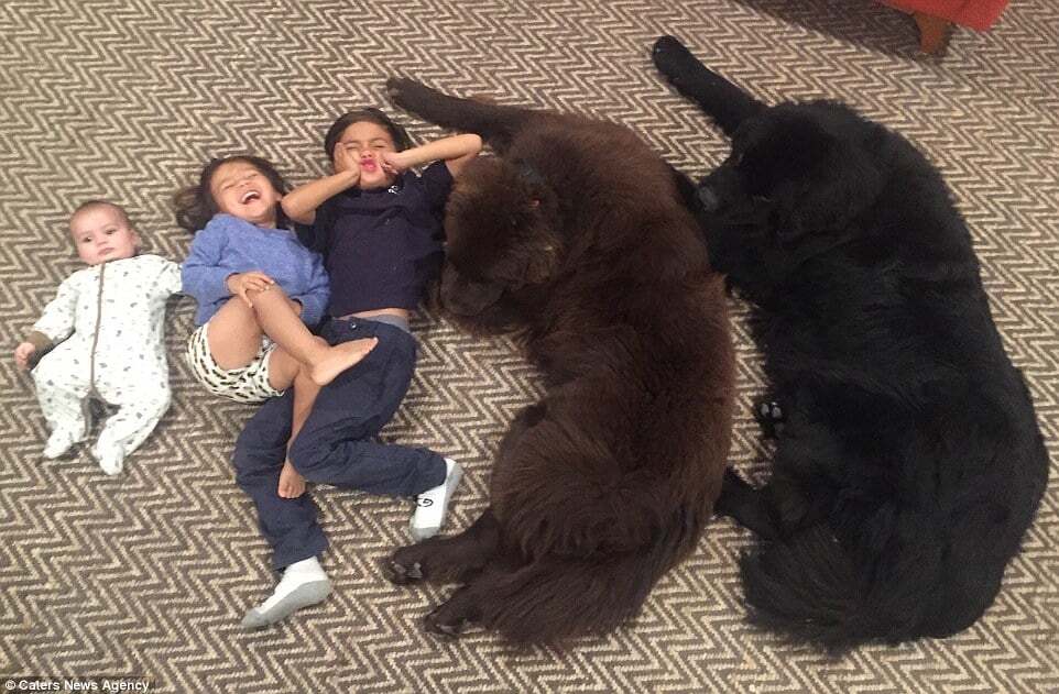 Волосатые няньки: фото гигантских собак, которые обожают детей своих хозяев