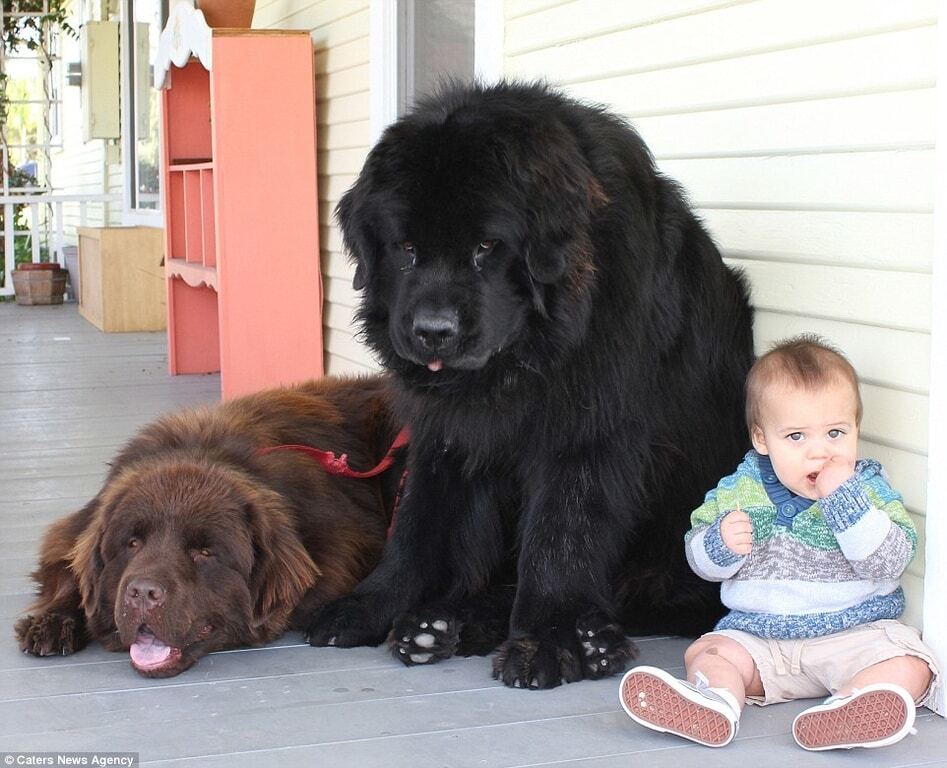Волосатые няньки: фото гигантских собак, которые обожают детей своих хозяев
