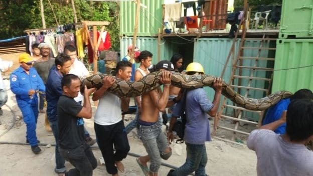 В Малайзии на стройплощадке обнаружили гигантского питона