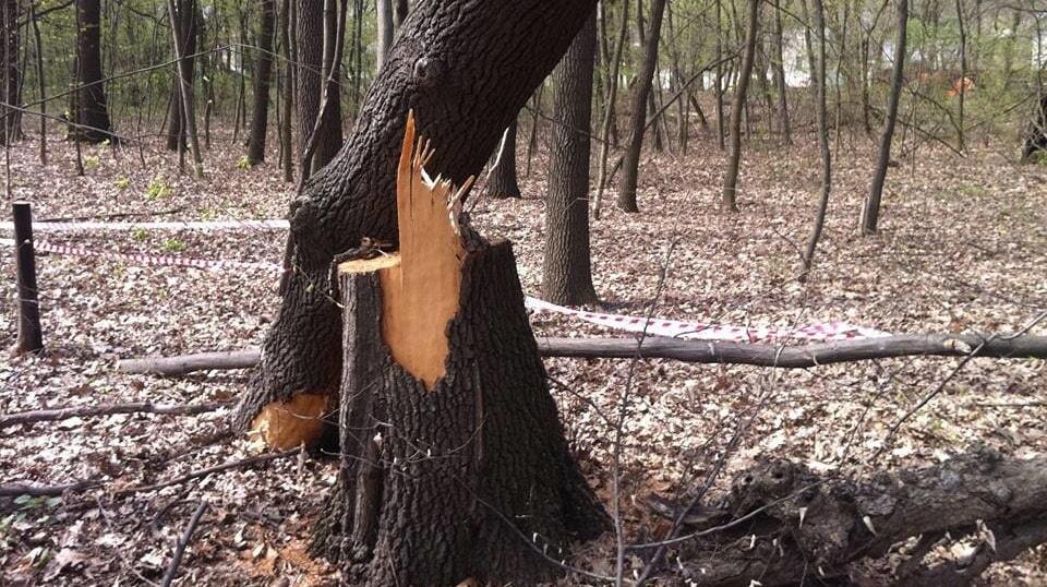 В Киеве в Голосеевском парке уничтожили более сотни деревьев: опубликованы фото
