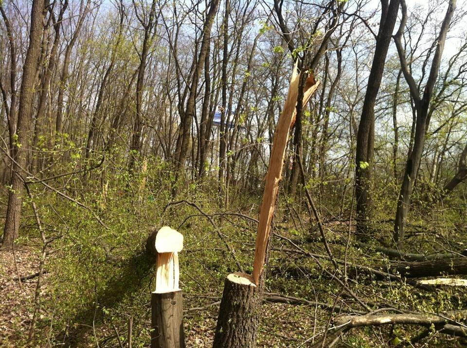 У Києві в Голосіївському парку знищили більше сотні дерев: опубліковано фото