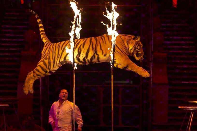 Украинцев призывают отказаться от цирков с животными