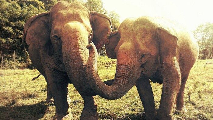 Слепая слониха заплакала после смерти подруги: опубликовано трогательное видео
