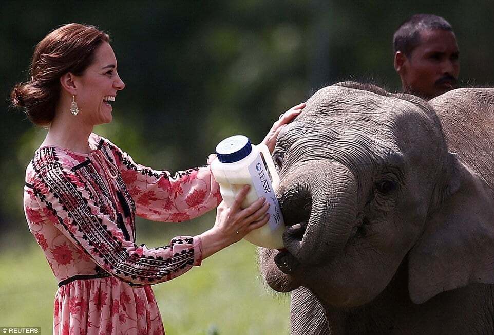 Кейт Миддлтон в Индии напоила слоненка молоком: опубликованы фото