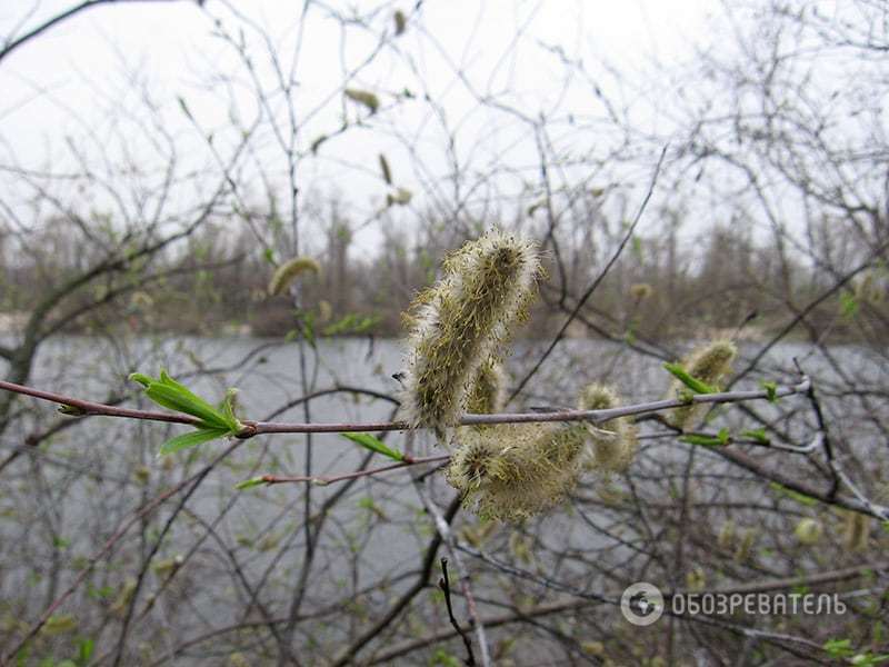 Весна пришла: где в Киеве можно полюбоваться массовым цветением 