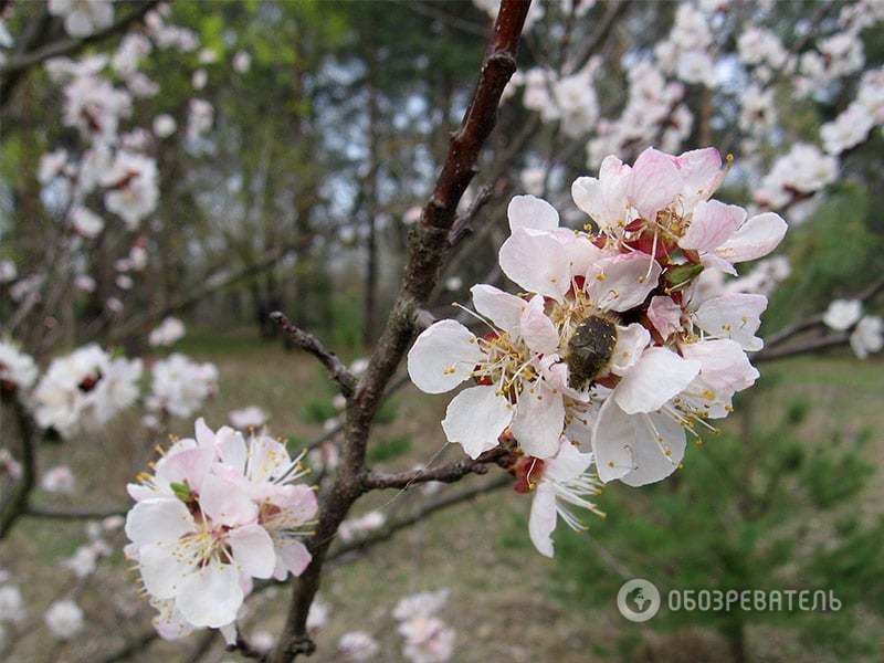 Весна настала: де в Києві можна помилуватися масовим цвітінням 