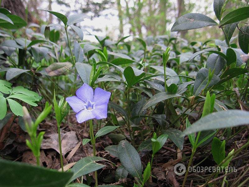 Весна пришла: где в Киеве можно полюбоваться массовым цветением 