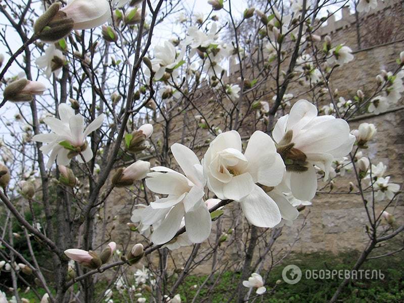Весна настала: де в Києві можна помилуватися масовим цвітінням 
