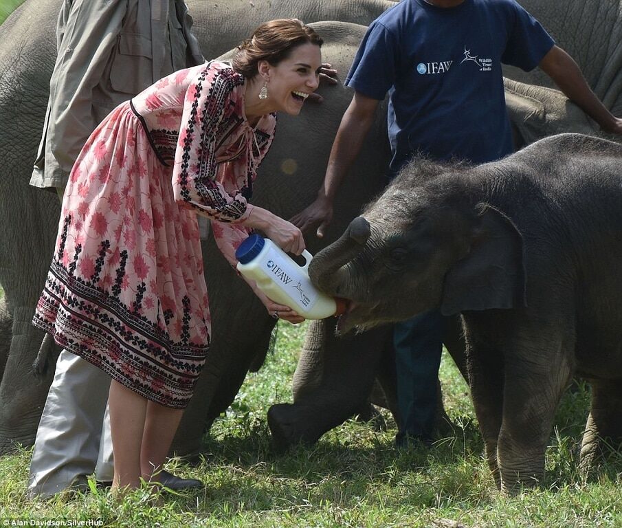 Кейт Миддлтон в Индии напоила слоненка молоком: опубликованы фото