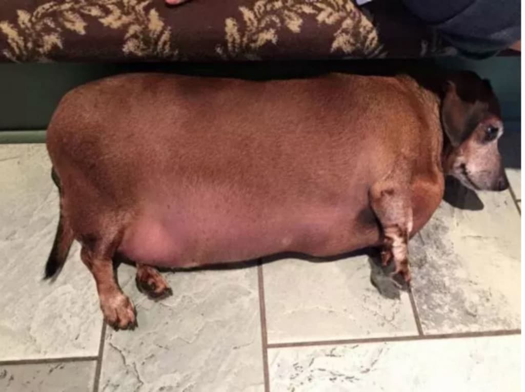 Толстый Винсент: пес, похожий на сосиску, похудел на 10 кг