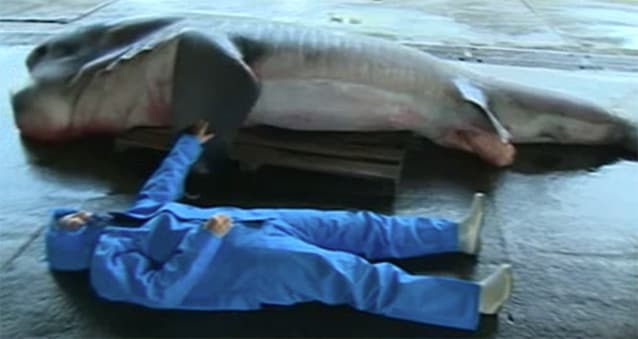 Біля берегів Японії спіймали гігантську акулу: фото- і відеофакт