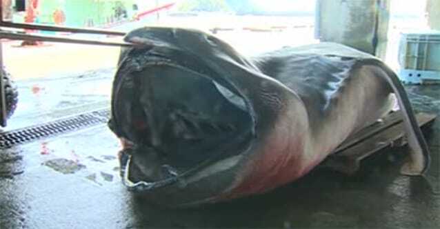 У берегов Японии поймали гигантскую акулу: фото- и видеофакт