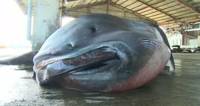 Біля берегів Японії спіймали гігантську акулу: фото- і відеофакт