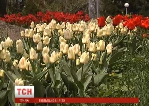 На Певческом поле в Киеве массово зацвели тюльпаны