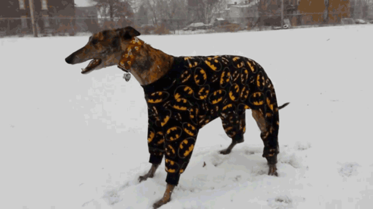 Топ-20 фото смешных и очаровательных собак в пижамах