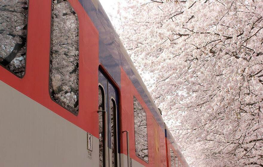 Захватывающие дух фото цветущей сакуры в Японии от National Geographic