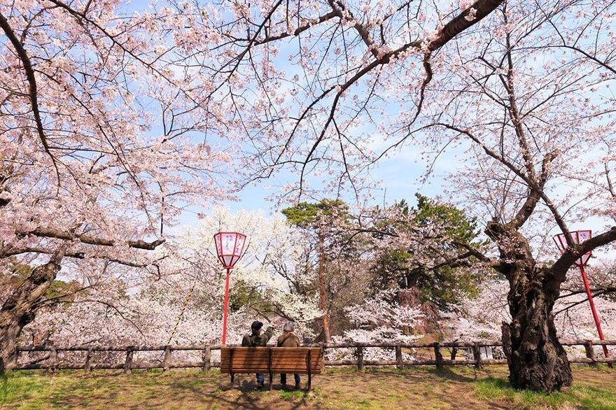 Захватывающие дух фото цветущей сакуры в Японии от National Geographic