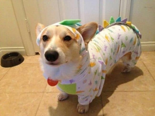 Топ-20 фото смешных и очаровательных собак в пижамах