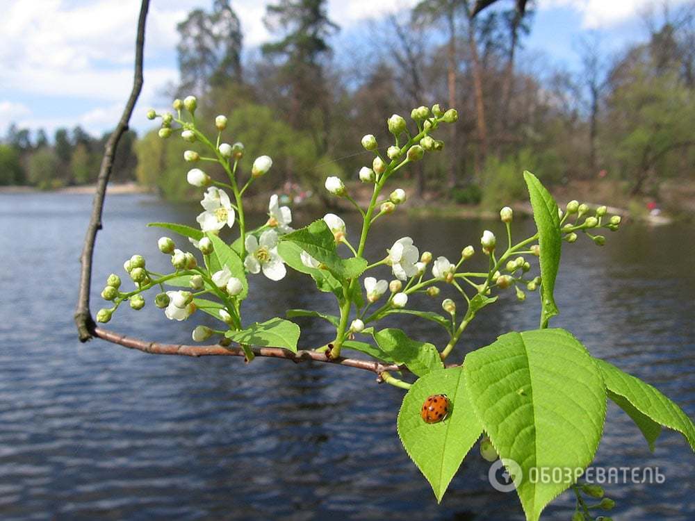 Де відпочити в Києві любителям природи: фоторепортаж з Пуща-Водиці