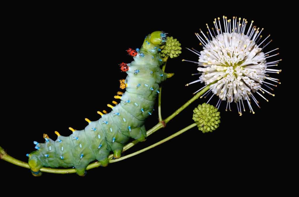 Удивительно красивый мир гусениц: потрясающие макрофотографии