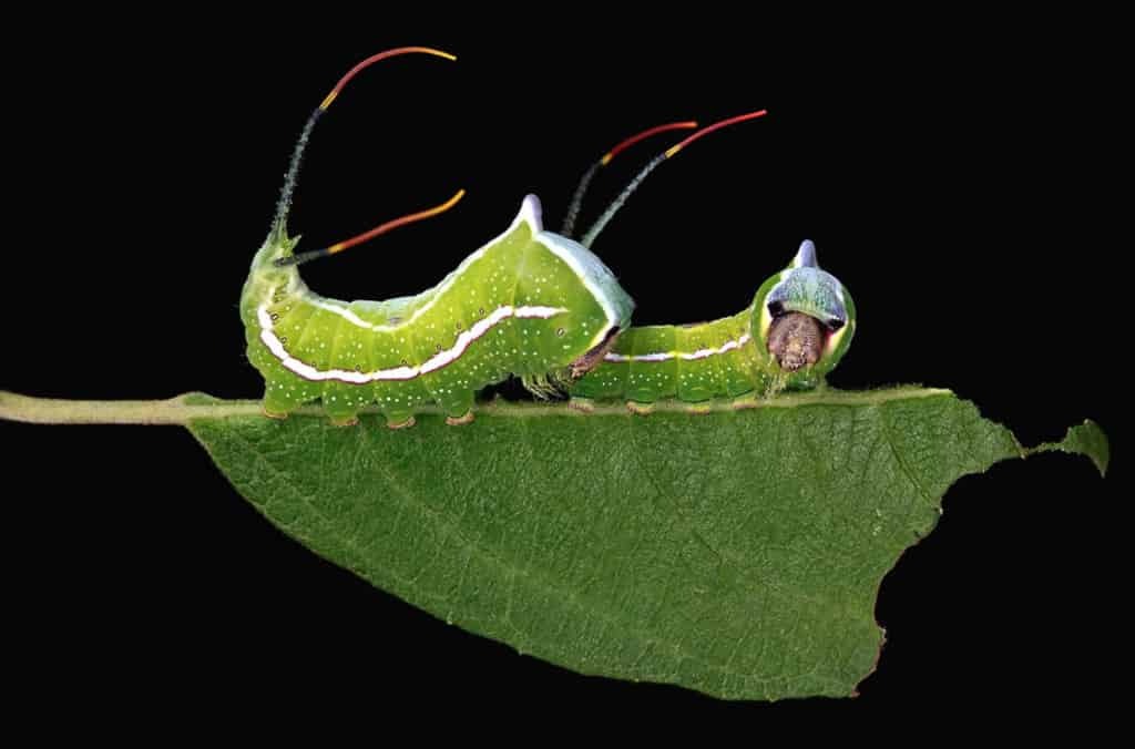 Удивительно красивый мир гусениц: потрясающие макрофотографии