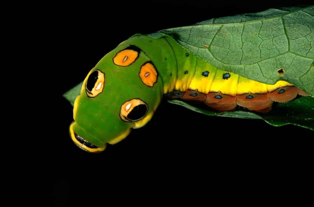 Удивительно красивый мир гусениц: потрясающие макрофотографии