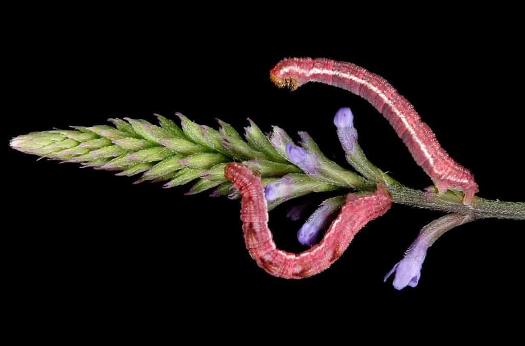 Удивительно красивый мир гусениц: потрясающие макрофотографии